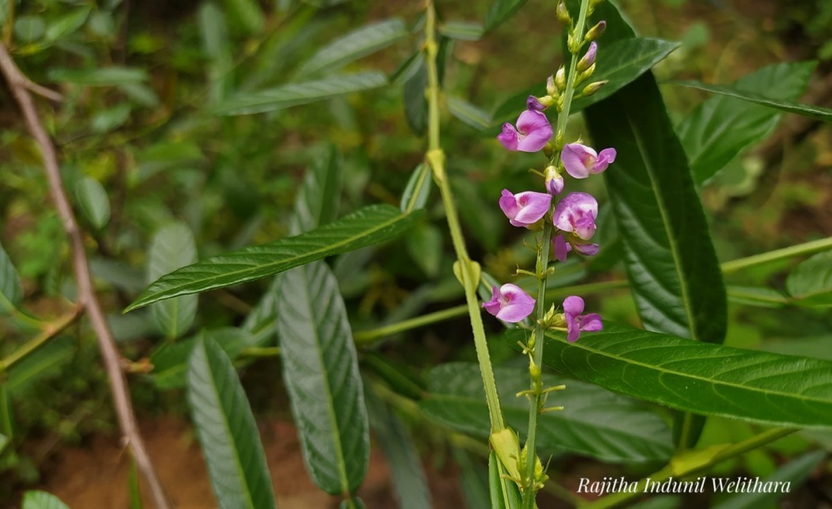 Tadehagi triquetrum (L.) H.Ohashi